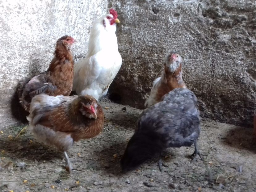  - Gaini Araucana