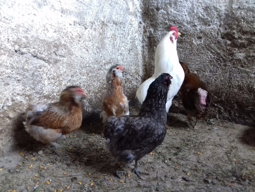  - Gaini Araucana