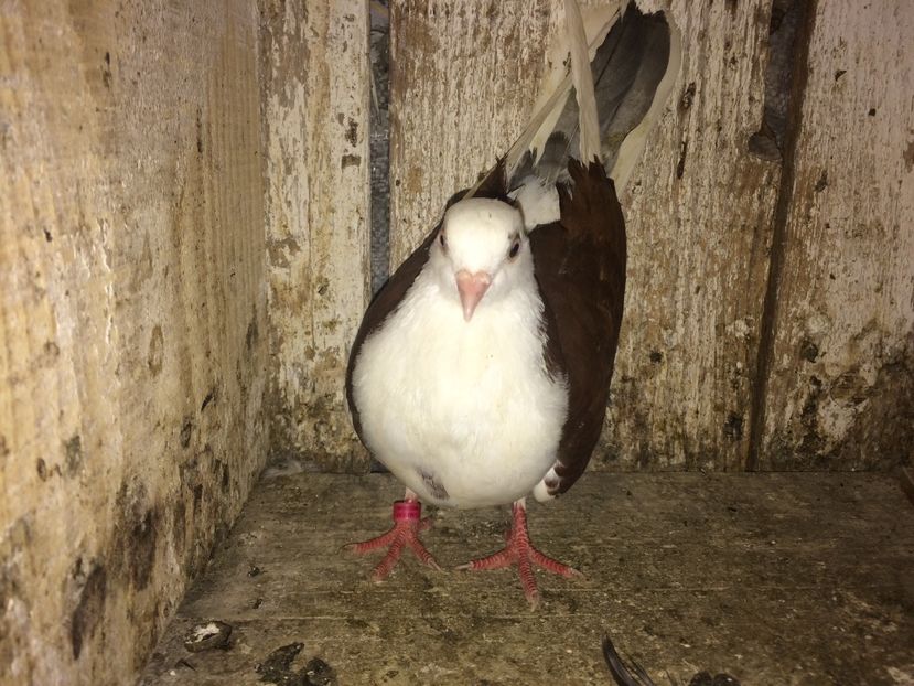 Chi. Mar. - 0-lot zbor pui 2017