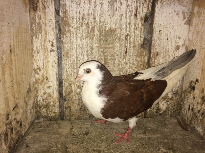  - 0-lot zbor pui 2017