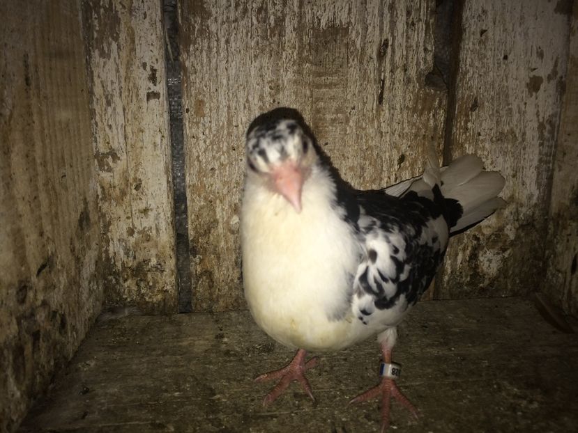 1628/16 - 0-lot zbor pui 2017