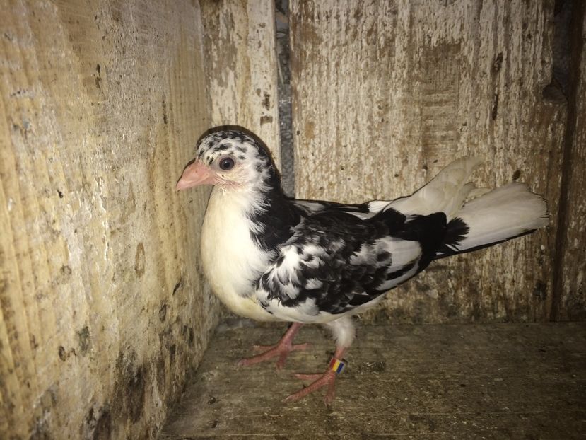  - 0-lot zbor pui 2017