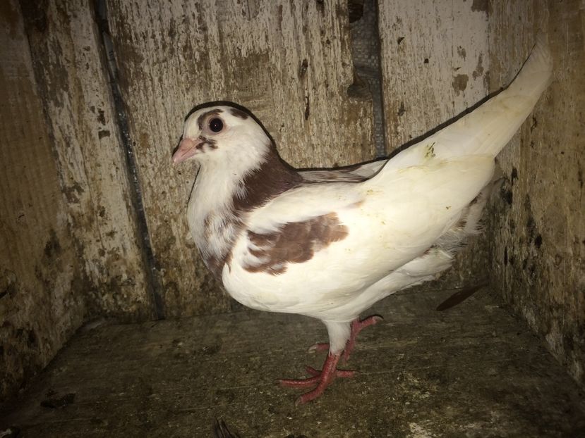  - 0-lot zbor pui 2017