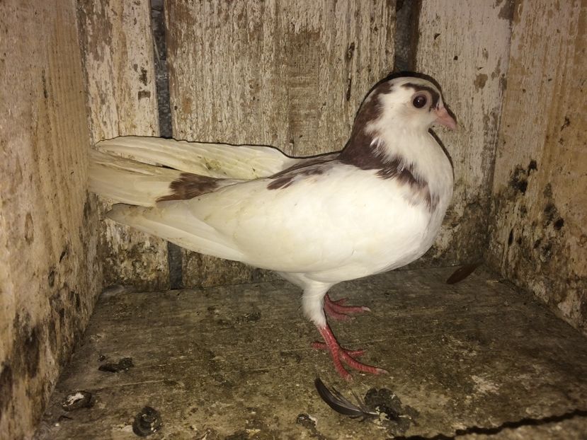  - 0-lot zbor pui 2017