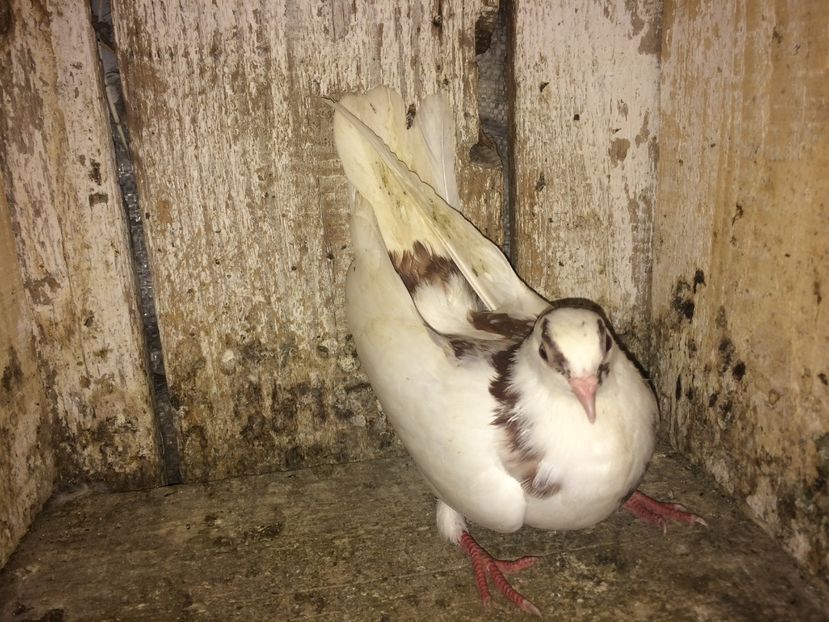  - 0-lot zbor pui 2017