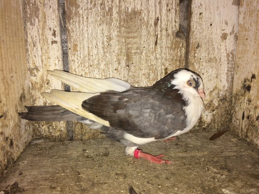 Chi. Mar. - 0-lot zbor pui 2017