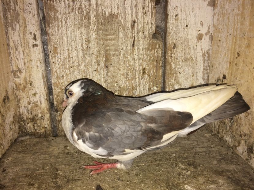  - 0-lot zbor pui 2017