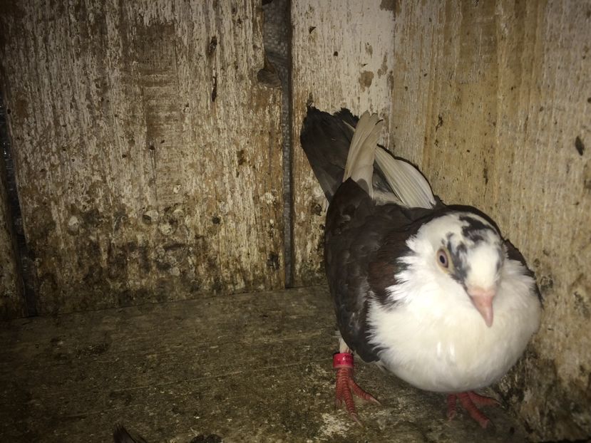  - 0-lot zbor pui 2017