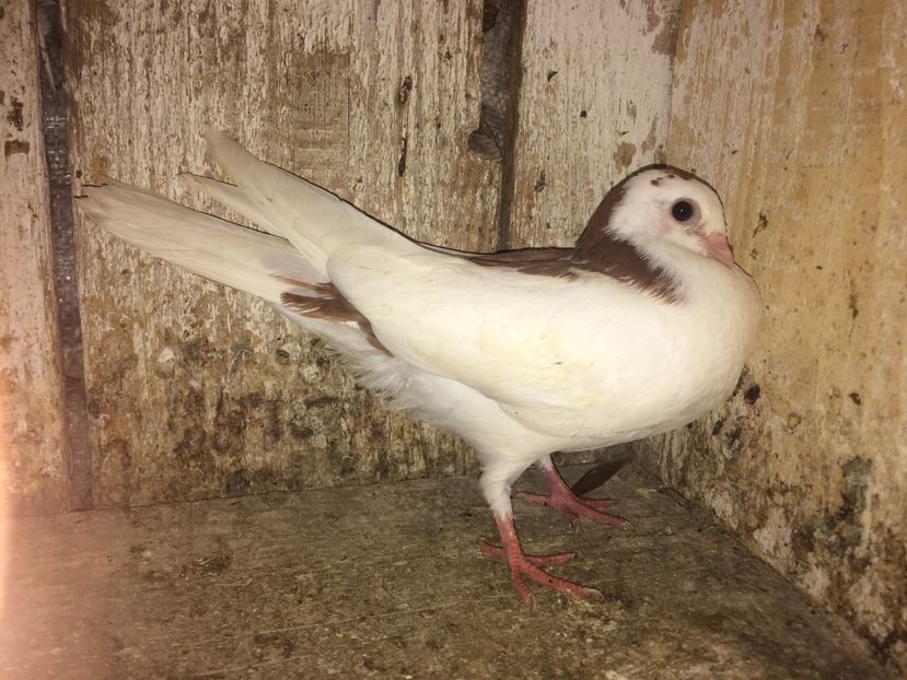  - 0-lot zbor pui 2017