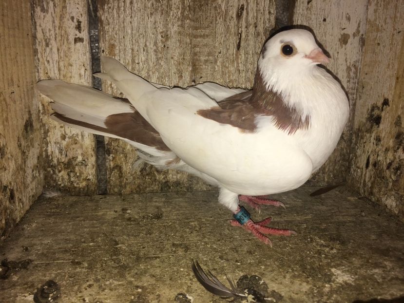 510467/2002 - 0-lot zbor pui 2017