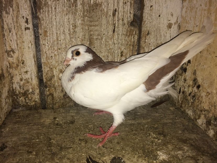  - 0-lot zbor pui 2017