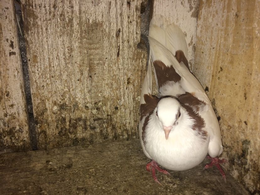  - 0-lot zbor pui 2017