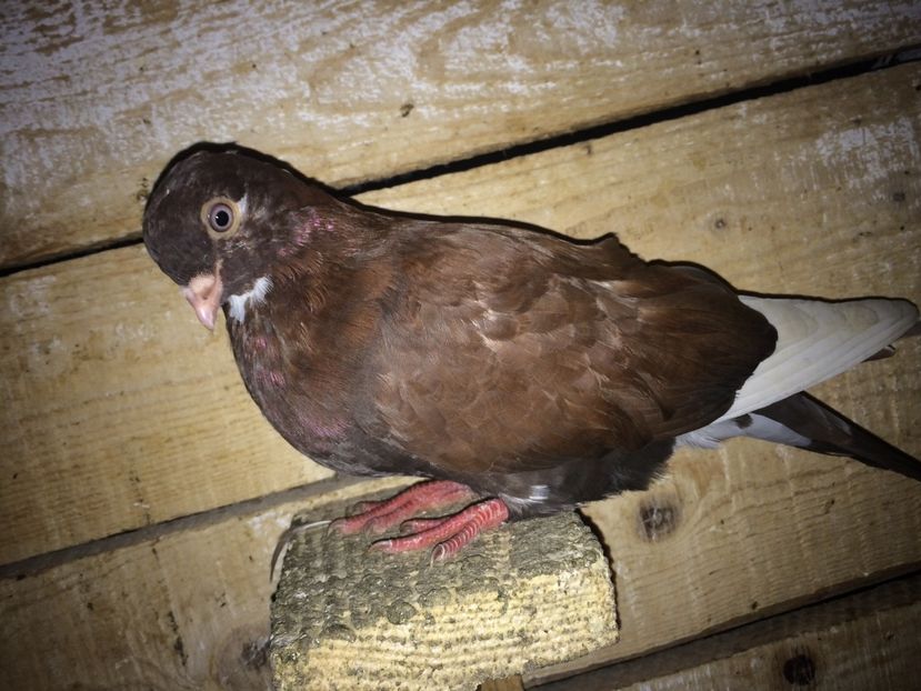  - 0-lot zbor pui 2017