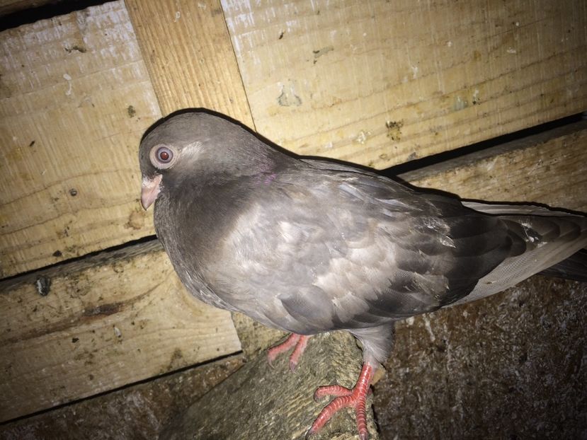  - 0-lot zbor pui 2017