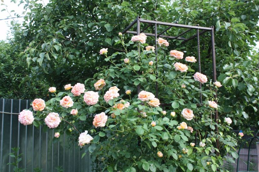  - Trandafiri iunie 2017