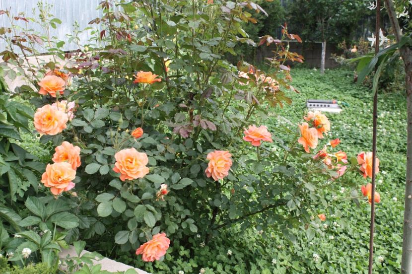  - Trandafiri iunie 2017