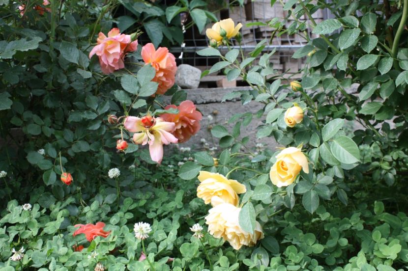  - Trandafiri iunie 2017