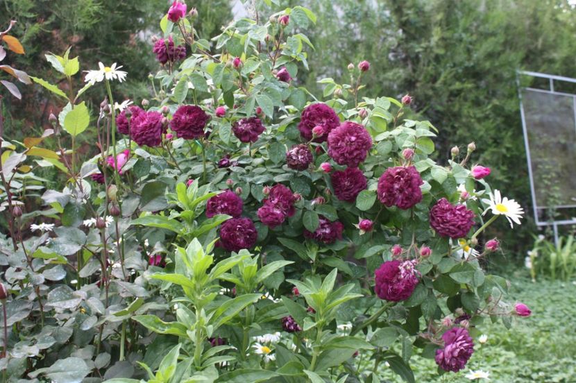  - Trandafiri iunie 2017