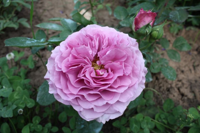  - Trandafiri iunie 2017