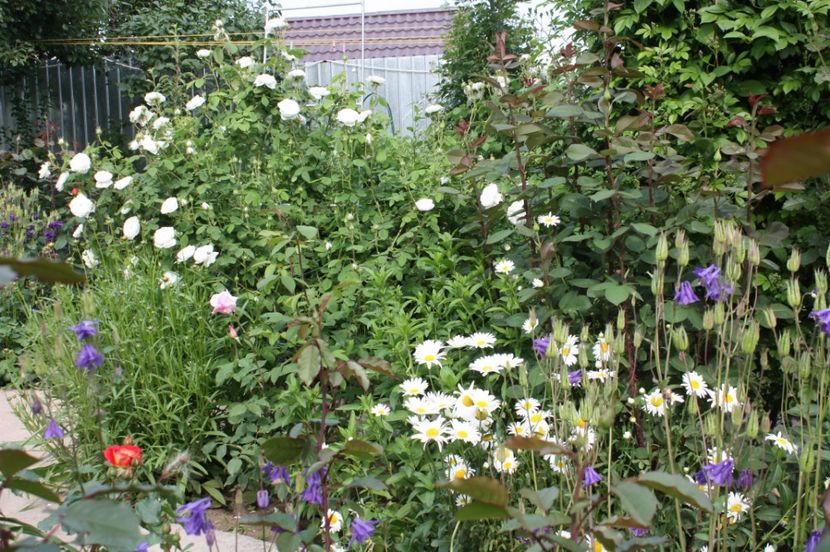  - Trandafiri iunie 2017