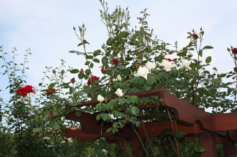  - Trandafiri iunie 2017