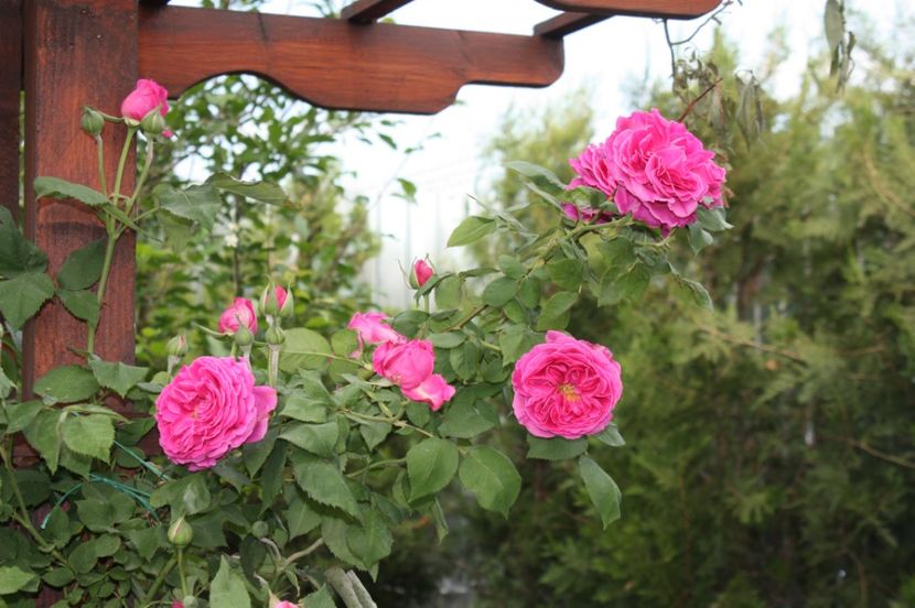  - Trandafiri iunie 2017