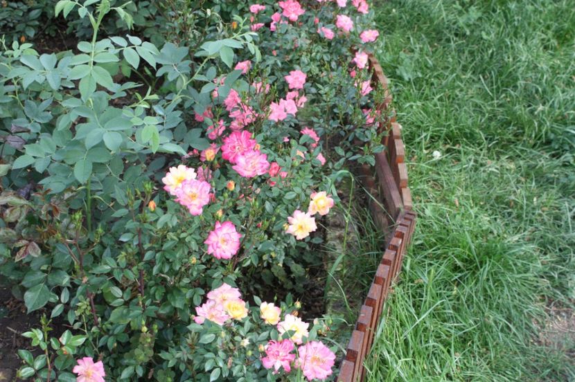  - Trandafiri iunie 2017