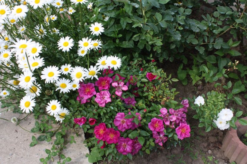  - Trandafiri iunie 2017