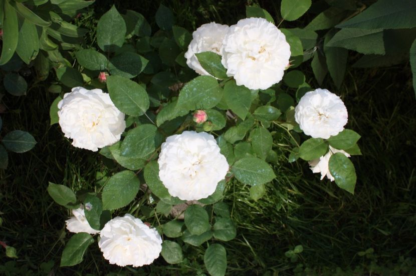  - Trandafiri iunie 2017