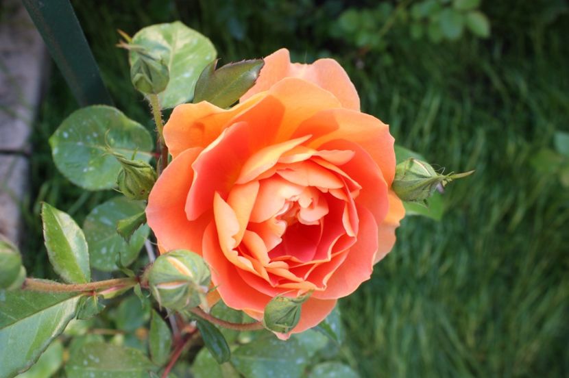  - Trandafiri iunie 2017