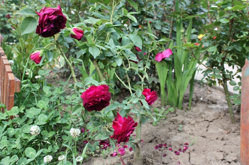  - Trandafiri iunie 2017