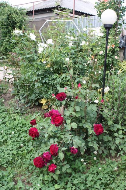  - Trandafiri iunie 2017