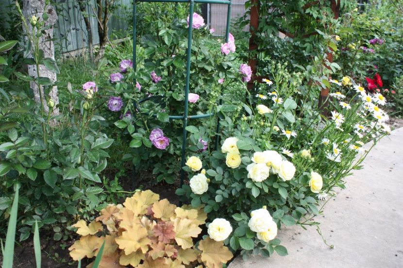  - Trandafiri iunie 2017