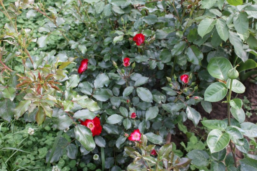  - Trandafiri iunie 2017