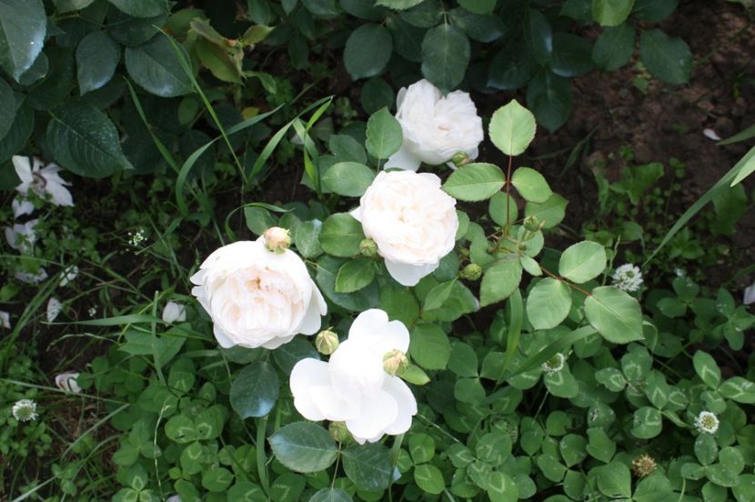  - Trandafiri iunie 2017