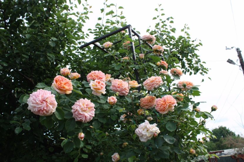  - Trandafiri iunie 2017