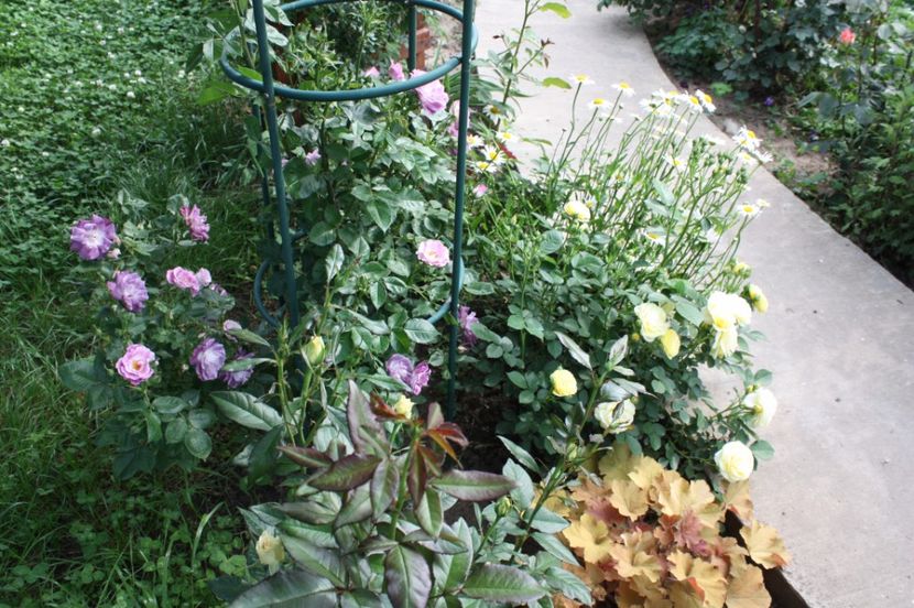  - Trandafiri iunie 2017