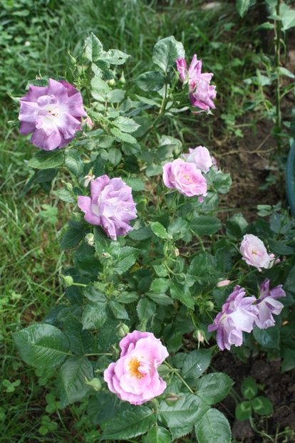  - Trandafiri iunie 2017