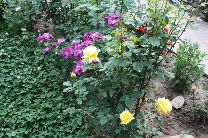  - Trandafiri iunie 2017