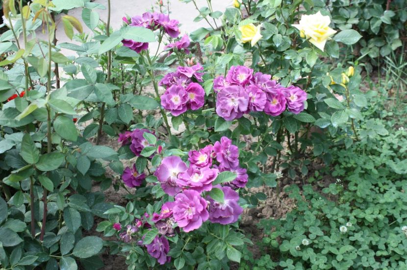  - Trandafiri iunie 2017