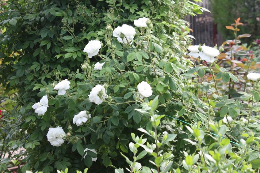  - Trandafiri iunie 2017