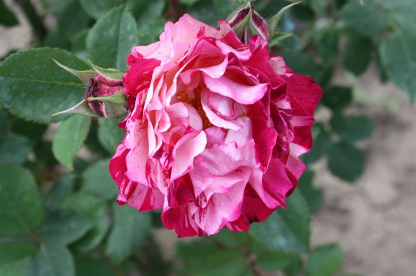  - Trandafiri iunie 2017