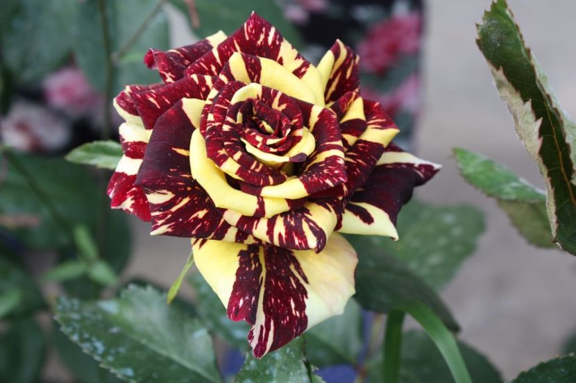  - Trandafiri iunie 2017