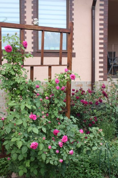  - Trandafiri iunie 2017