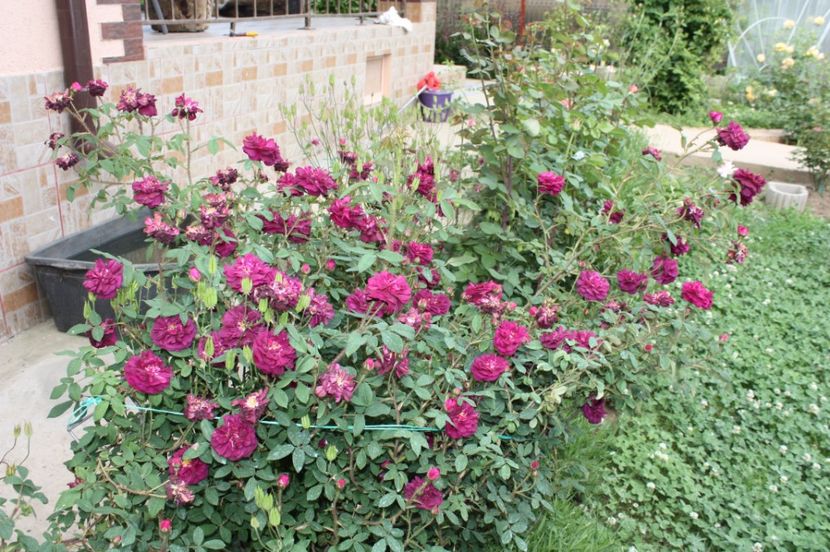  - Trandafiri iunie 2017