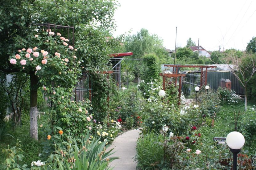  - Trandafiri iunie 2017