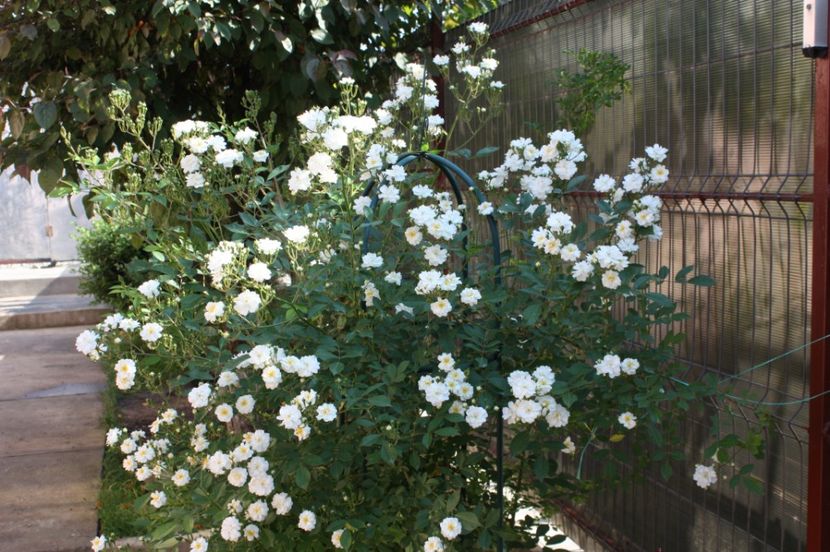  - Trandafiri iunie 2017