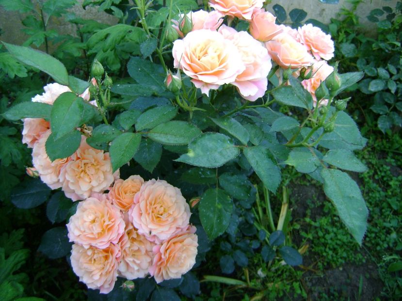 bordure apricot - 0 Trandafiri si flori 2017
