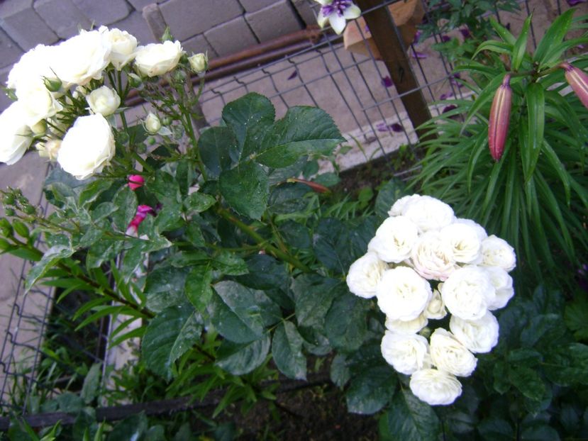 bouquet parfait - 0 Trandafiri si flori 2017