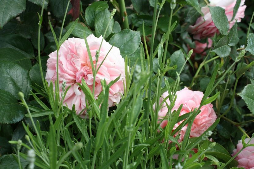  - Trandafiri iunie 2017